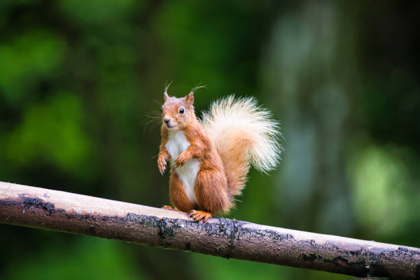 istock Animal photos 2021 1355308219