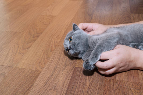 istock Human hands are stroking gray cat that lies on laminate floor. Close-up. Selective focus. Communication between owner and pet. Image for veterinary clinics, sites about animals. 1355308524