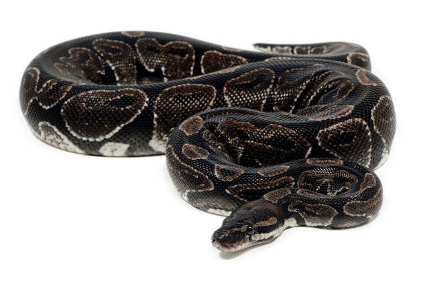 Axanthic Royal Pythonj 890+ Royal Python Skin Stock Photos, Pictures & Royalty-Free Images ...