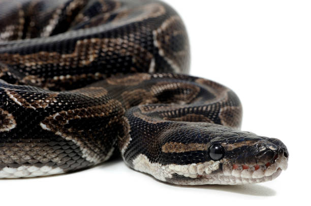 Python Hitam Putih 2.200+ Sanca Bola Foto Stok, Potret, & Gambar Bebas Royalti - iStock