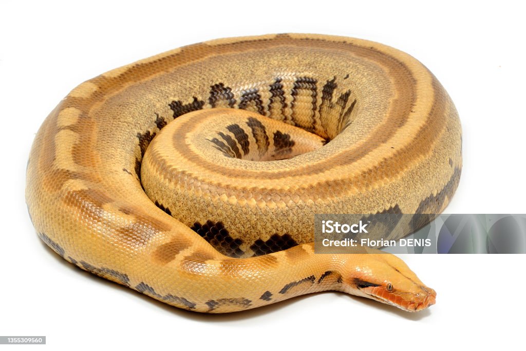 Python's Short Neck Shorttailed Python Morph On A White Background Stock Photo - Download ...