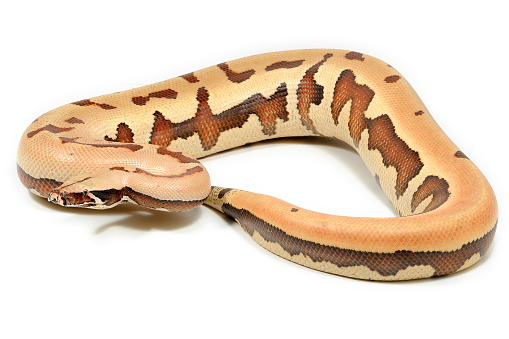 Python's Short Neck Shorttailed Python Morph On A White Background Stock Photo - Download ...