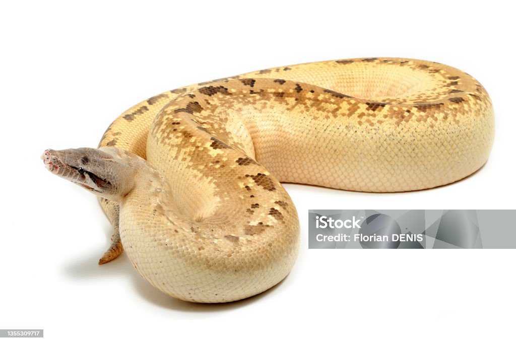 Python's Short Neck Shorttailed Python Morph On A White Background Stock Photo - Download ...