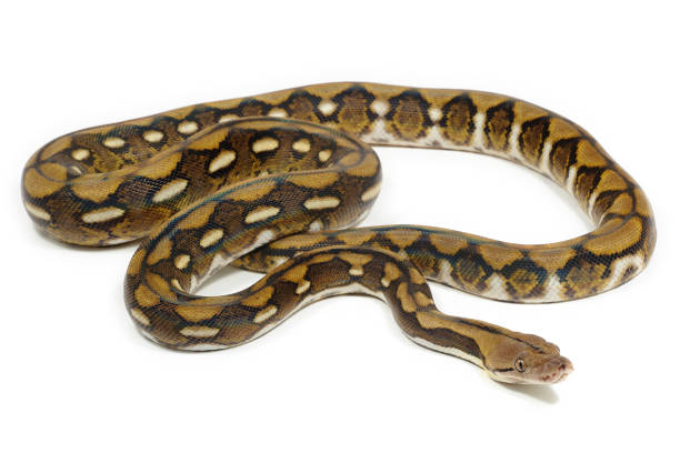 Tiger reticulated python (Malayopython reticulatus) on a white background The reticulated python (Malayopython reticulatus) is a python species native to South and Southeast Asia. This picture has been takin in studio with a captive bred animal. reticulated python stock pictures, royalty-free photos & images