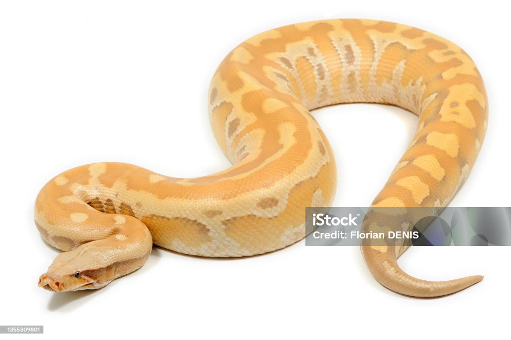 Shorttailed Python Morph On A White Background Stock Photo - Download ...