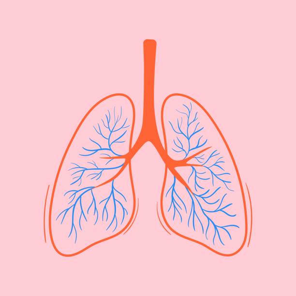 Colorful sketch illustration of lungs Colorful sketch illustration of lungs. Hand drawn vector of respiratory system. Outline doodle element of human organ lung stock illustrations