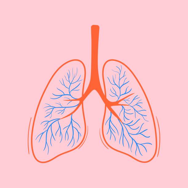 Colorful sketch illustration of lungs Colorful sketch illustration of lungs. Hand drawn vector of respiratory system. Outline doodle element of human organ pulmons stock illustrations