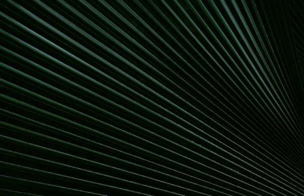 istock Dark green leaf of palm tree close-up, texture and structure leaf 1355310091