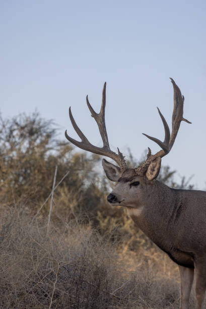 istock Mule Deer Buck in Autumn 1355310318