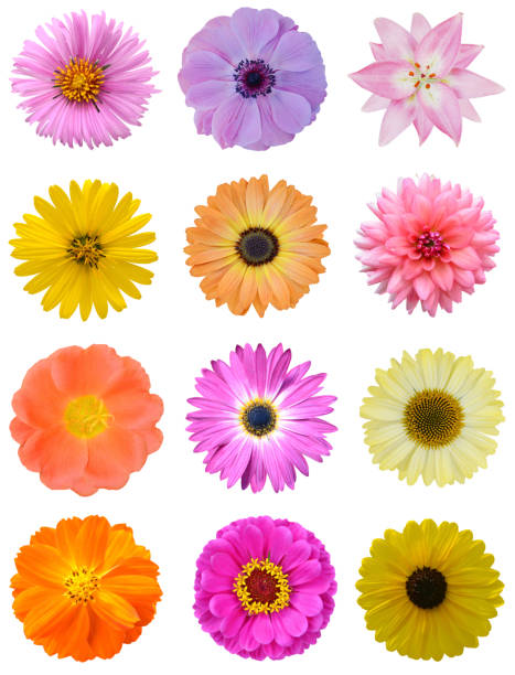 istock Assorted of colorful flower heads 1355311102