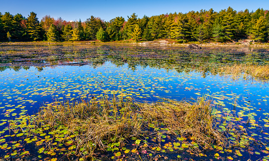 Scenic view of a small pond and marsh in Acadia National Park in fall