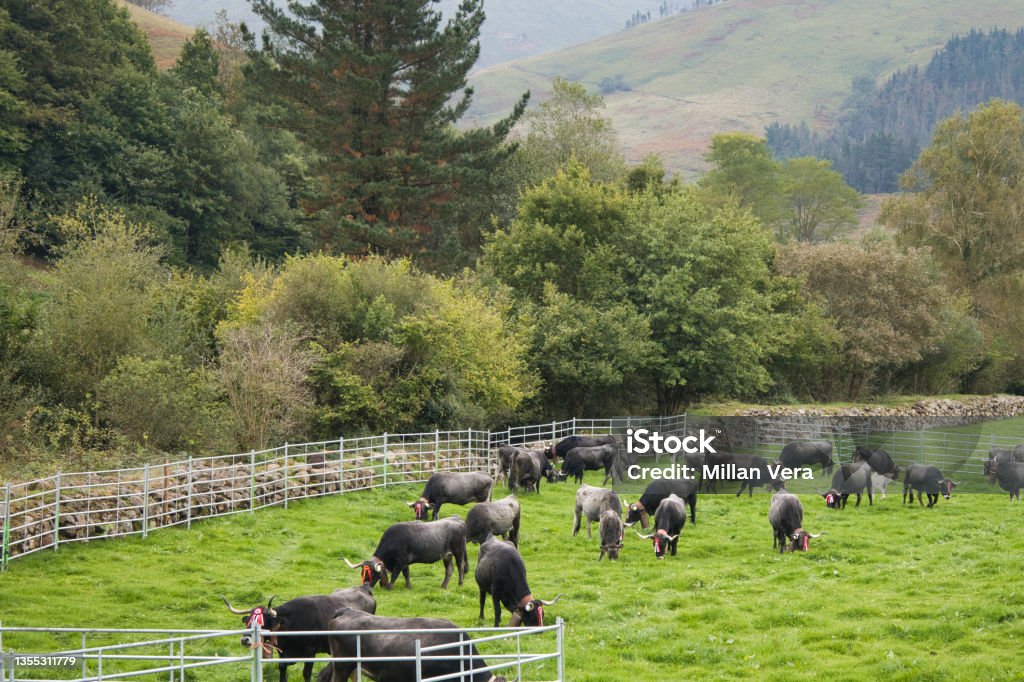 Cattle fair in the town of Carmona, Cantabria, Spain. The breeding of cattle of tudanca breed is traditional, in the photograph we observe various shots of the cattle fair. Agricultural Field Stock Photo