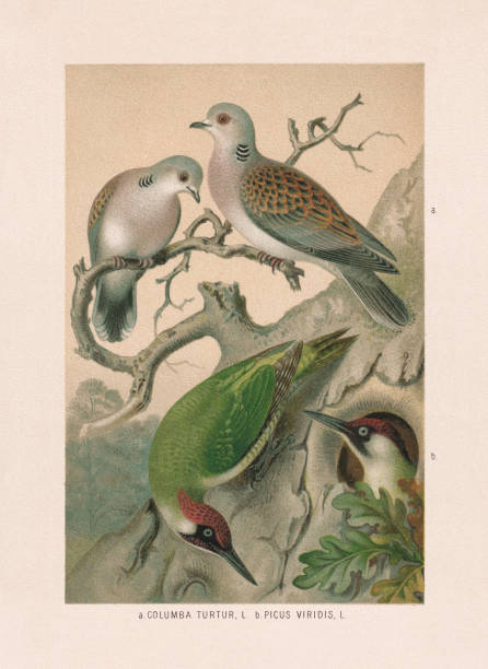 illustrazioni stock, clip art, cartoni animati e icone di tendenza di piccioni e picchi: tortore e picchi verdi, cromolitografia, 1887 - zoology