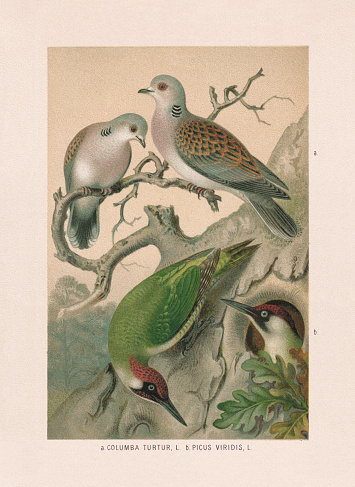 Pigeons and woodpeckers: a) European turtle dove (Streptopelia turtur, or Columba turtur); b) Eurasian green woodpecker (Picus viridis). Chromolithograph after a watercolor by Emil Schmidt, published in 1887.