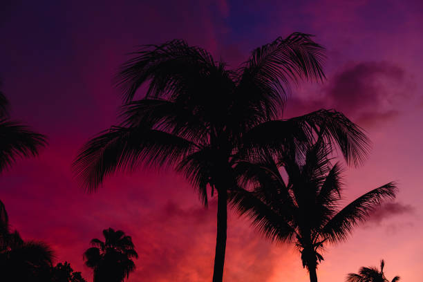 istock Beautiful coconut palm tree with sky at sunset 1355312972