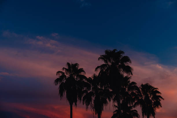 istock Beautiful coconut palm tree with sky at sunset 1355313021