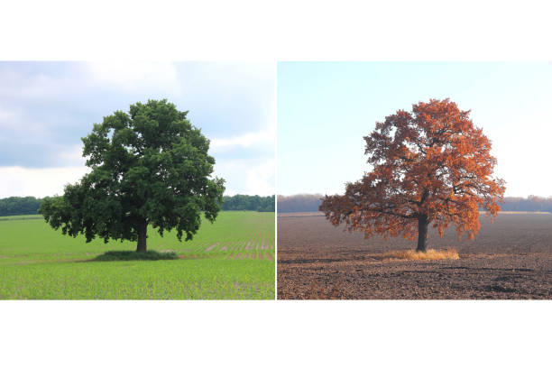 istock Beautiful collage with tree in summer and in autumn 1355314096