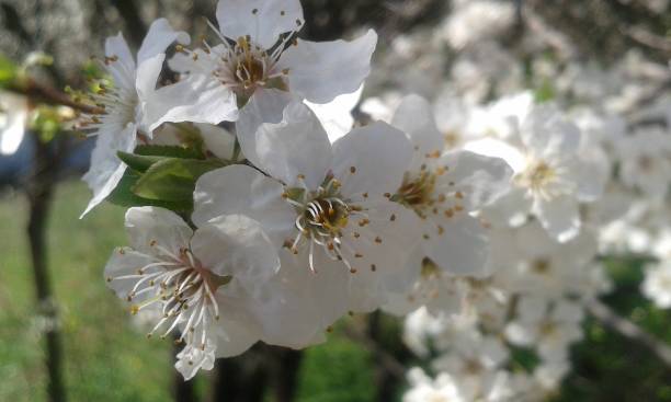 istock Flowering branch of a young tree 1355315194