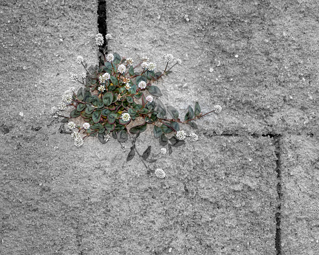 Plat developing and flowering in a crack of a cement brick wall, illustrating the concept of resilience and endurance, optimist and innocence  with lots of copy-space