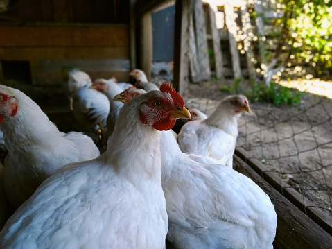 These are Broiler chickens, which are bred to obtain chicken meat