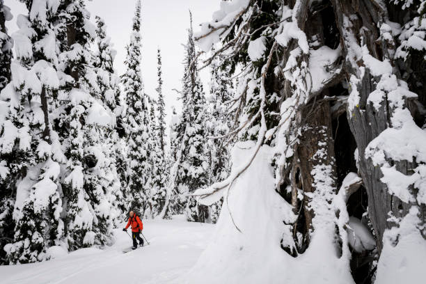 istock Splitboarder ascending in a skin track 1355317295