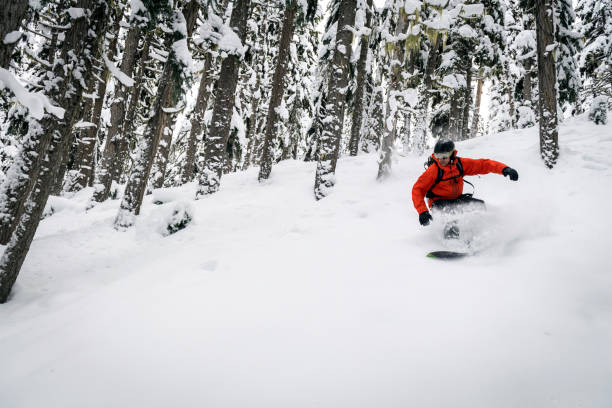 Snowboarding fresh powder on a tree run stock photo