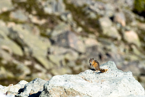 Chipmunk in the Whistler alpine. Wild animals in Whistler, Canada.