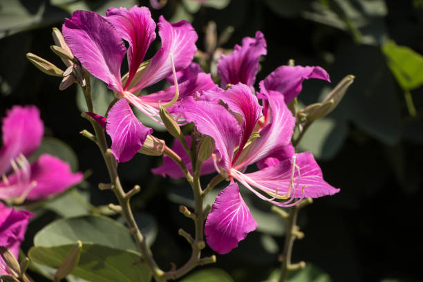 istock Pink flower or Bauhinia flower 1355319513