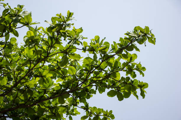istock Green leaf of  Dipterocarpus tuberculatus Roxb 1355321030
