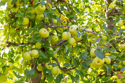 Ripe golden delicious apples hanging from branches in fruit garden.