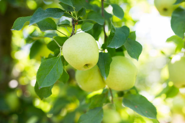 branche de pommier feuillue avec des pommes suspendues - apple apple tree branch fruit photos et images de collection