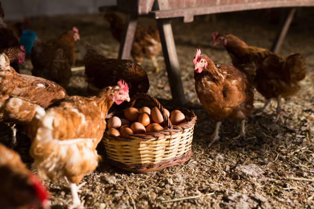 istock Chickens looking into basket with eggs in poultry house 1355321594