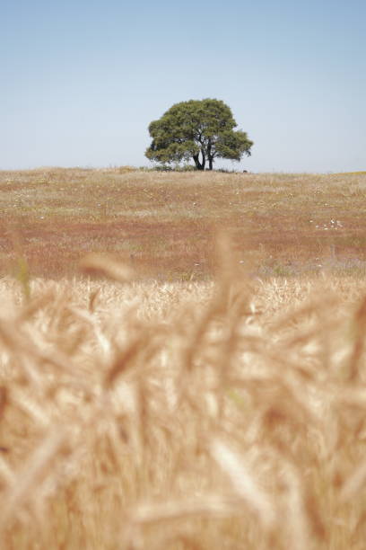 Golden wheat grass, lonely green tree on horizon