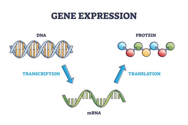 Gene expression with DNA transcription, mRNA and translation outline diagram Gene expression with DNA transcription, mRNA and protein translation outline diagram. Labeled educational simple scheme for cellular genetic synthesis process vector illustration. Cell gene stages. chromosome science genetic research biotechnology stock illustrations