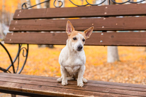 istock Jack Russell Terrier. Pets. A thoroughbred dog in a public park 1355324528