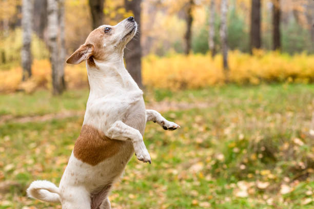 istock Jack Russell Terrier. A thoroughbred dog in a nature park. Pets 1355324553