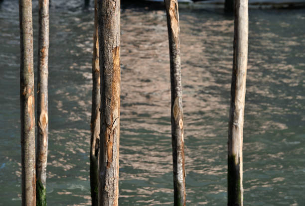 istock Wooden poles in water 1355325937