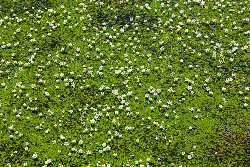 Small pond with flowers - silkberry or water buttercup. Summer travel on the hills and roads of the Way of St. James (Camino de Santiago).