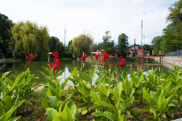 istock Colorful colorful tulips 1355327313