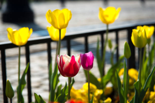 Colorful colorful tulips bloomed on a sunny spring day