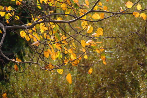 istock Colorful Autumn Leaves 1355328103