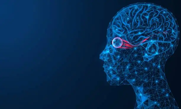 Vector illustration of The organ of human vision.