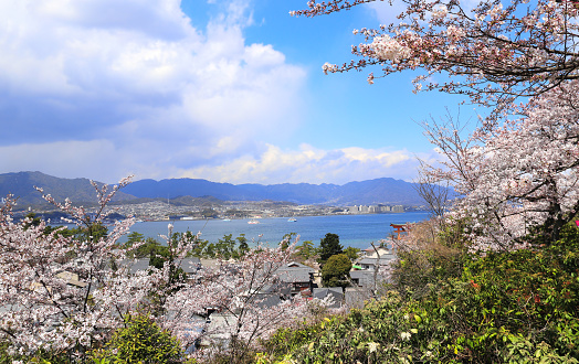 Aerial view on Hiroshima, mountains and blooming sakura from Miyajima island, Japan. Sakura blossom season