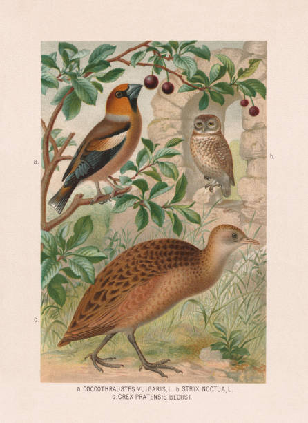 Passeriformes, owls, rails: Hawfinch, little owl, and crake, chromolithograph, 1887 Passeriformes, owls and rails: a) Hawfinch (Coccothraustes coccothraustes, or Coccothraustes vulgaris); b) Little owl (Athene noctua, or Strix noctua); c) Corn crake (Crex crex, or Crex pratensis). Chromolithograph after a watercolor by Emil Schmidt, published in 1887. corncrake stock illustrations