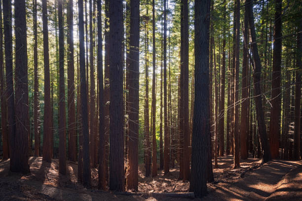 istock Sequoia forest, Cabezon de la Sal, Cantabria, Spain. 1355332009