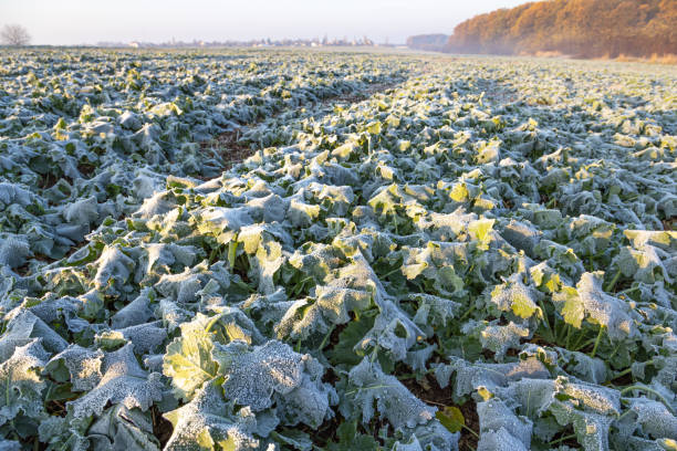 Frost field of green autumn winter rape plants
