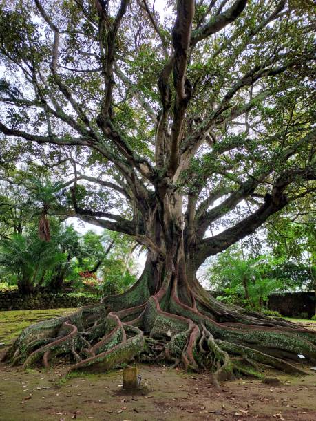istock Giant tree at a public european park, with extremely large roots and branches 1355332928