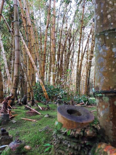 istock Photo of a dense forest of bamboo branches 1355332930