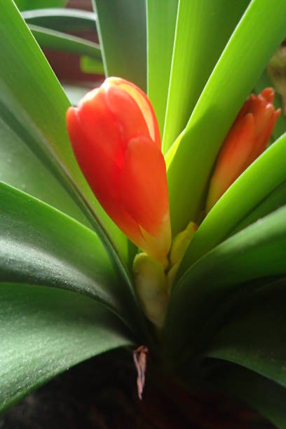 붉은 싹이있는 클리비아 식물 - kaffir lily 뉴스 사진 이미지