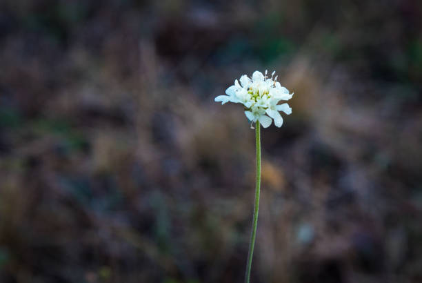 The daisy (Bellis perennis) is a herbaceous plant belonging to the Asteraceae family. It is widely used for decorative purposes mixed with grass, due to its colours and resistance to mowing.